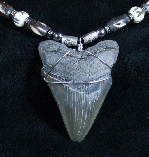 Inch Megalodon Tooth Necklace #2922